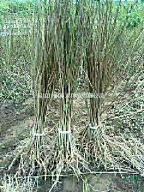 紫穗槐 河南紫穗槐護坡 紫穗槐栽植技術(shù)高，確保成活率