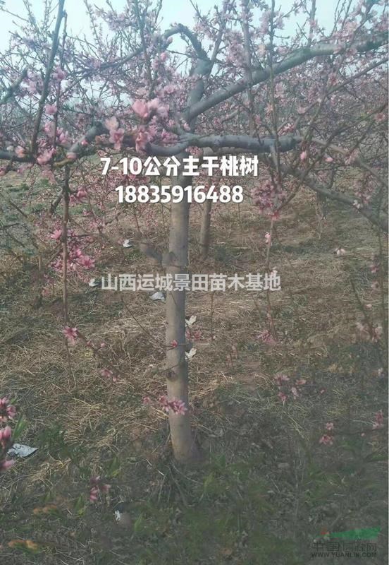 哪里桃樹苗好？山西運(yùn)城果園引進(jìn)新品種桃樹苗簡介