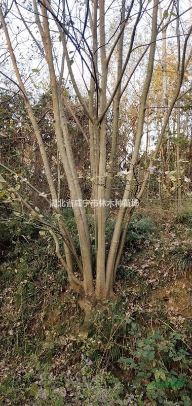 湖北咸宁供应桂花树15-20公分