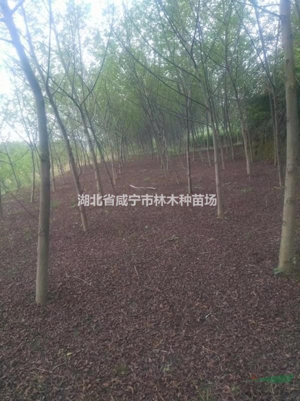 湖北咸宁供应桂花树15-20公分