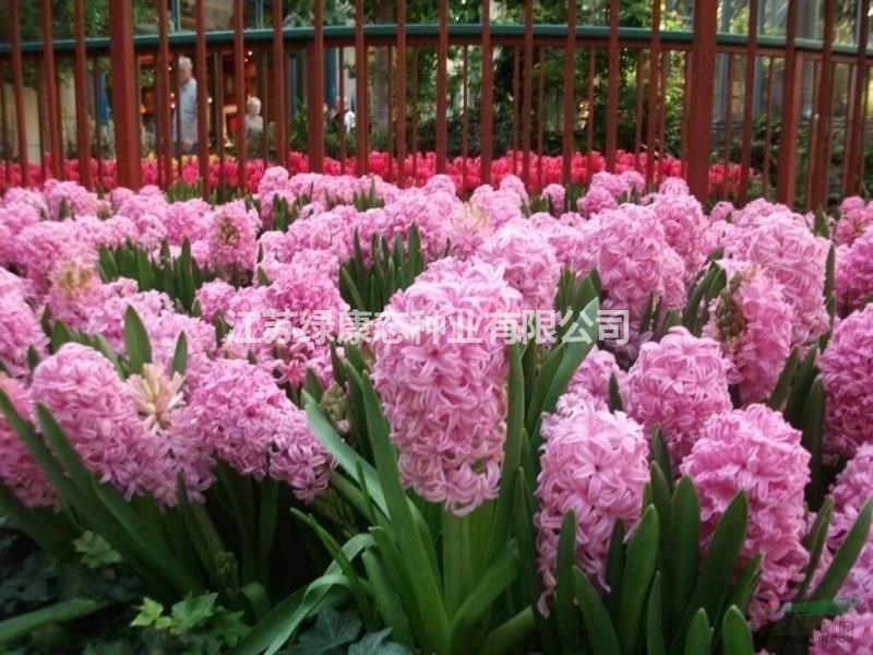 耐寒型花卉-風(fēng)信子種球大量供應(yīng)【江蘇綠康態(tài)種業(yè)有限公司】