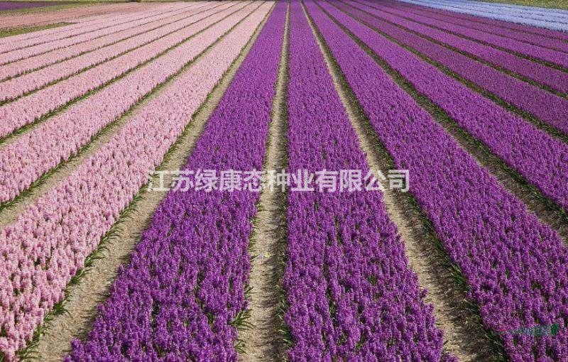 耐寒型花卉-風(fēng)信子種球大量供應(yīng)【江蘇綠康態(tài)種業(yè)有限公司】