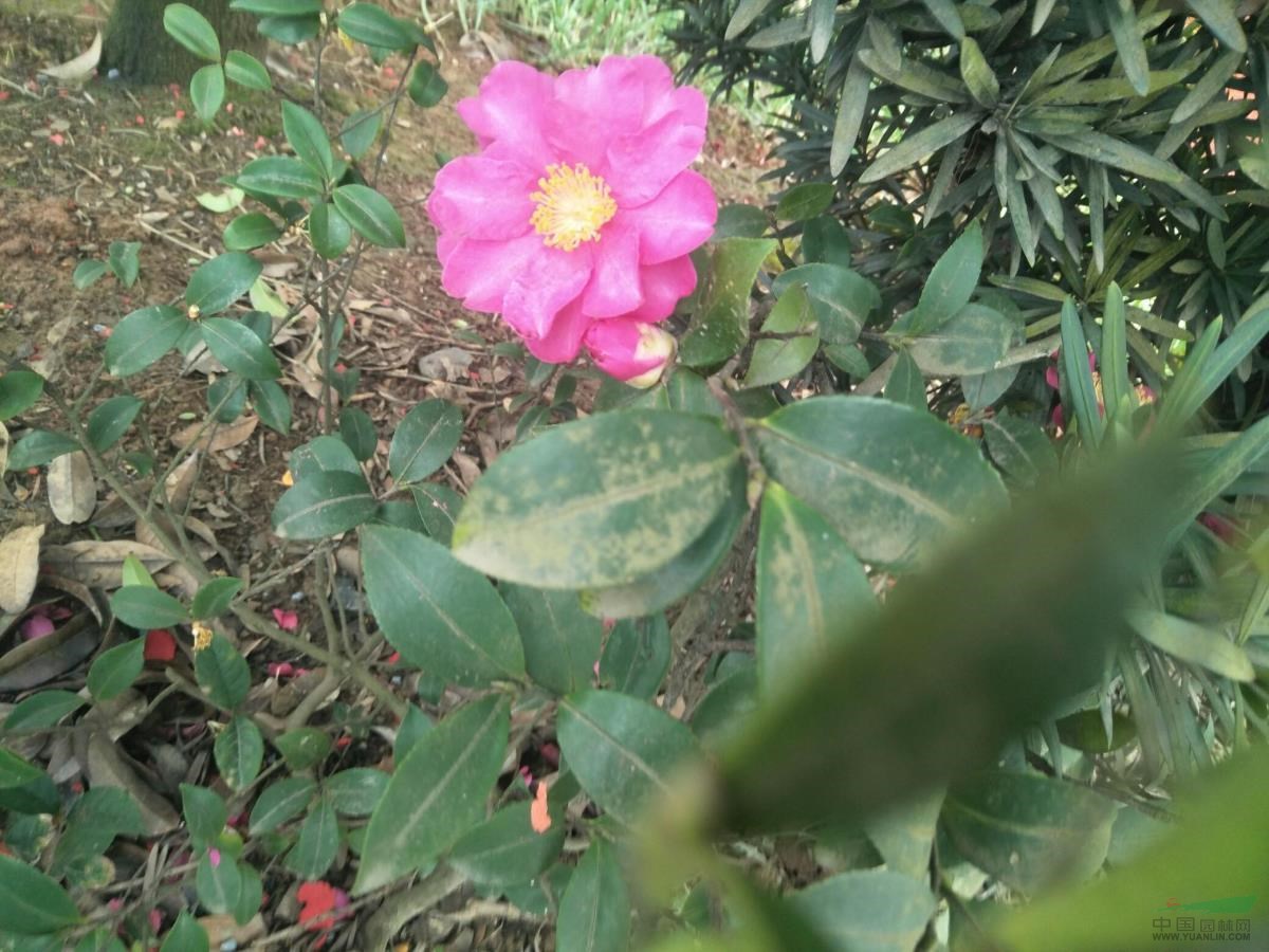 爬墻虎，羅漢松，茶花！