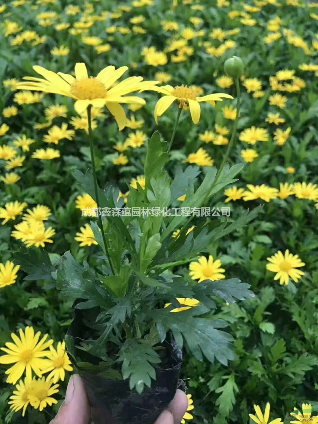 木春菊基地 批發(fā)木春菊 大量出售木春菊小苗