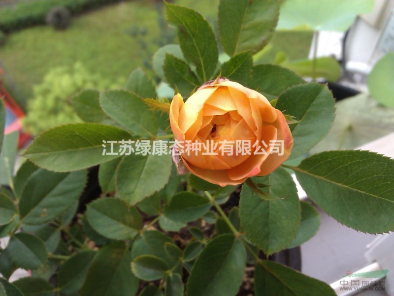 供應(yīng)豐花月季 大花月季 紅帽子月季 色塊（小中大）杯苗