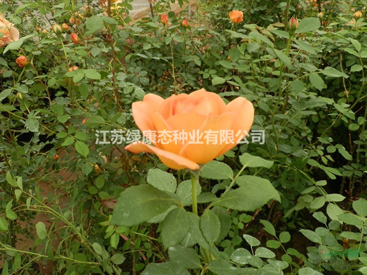 豐花月季多少錢一棵，豐花月季哪里有賣，豐花月季50公分綠籬苗