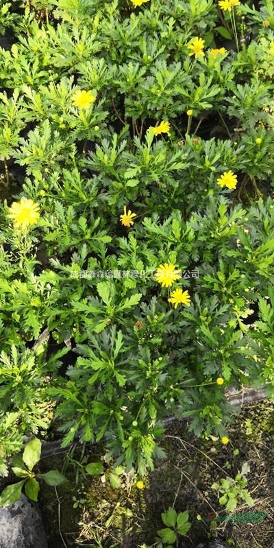 出售木春菊 關(guān)于2019木春菊價格 木春菊基地