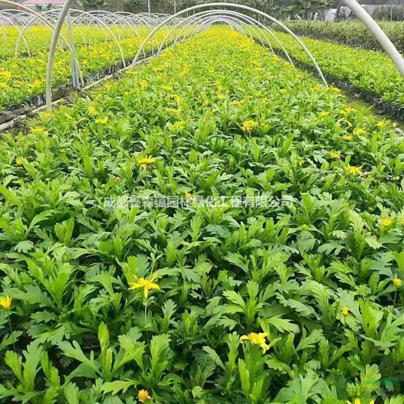 出售木春菊 關(guān)于2019木春菊價格 木春菊基地