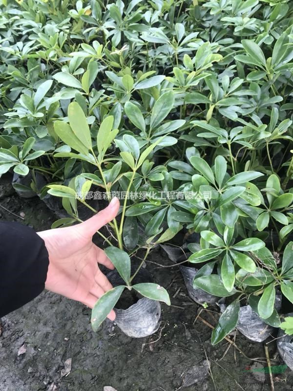 鴨腳木批發(fā)基地 2019鴨腳木價格 哪里的鴨腳木好