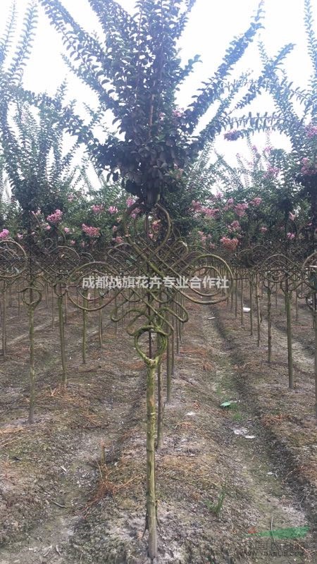 浙江地區(qū)供應紫薇中國結(jié) 春節(jié)吉祥中國結(jié)造型 紫薇中國結(jié)價格