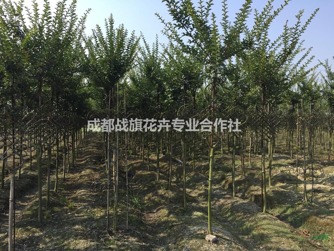 浙江地區(qū)供應紫薇中國結(jié) 春節(jié)吉祥中國結(jié)造型 紫薇中國結(jié)價格