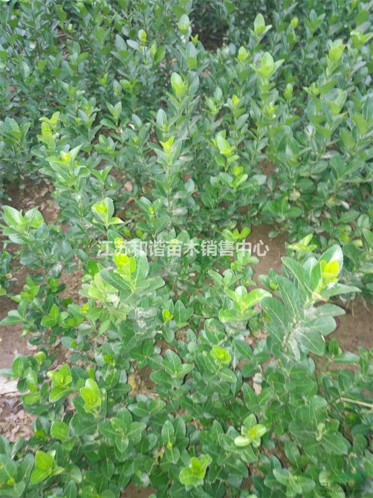 40公分高冬青小苗價(jià)格30至50公分高冬青小苗價(jià)格