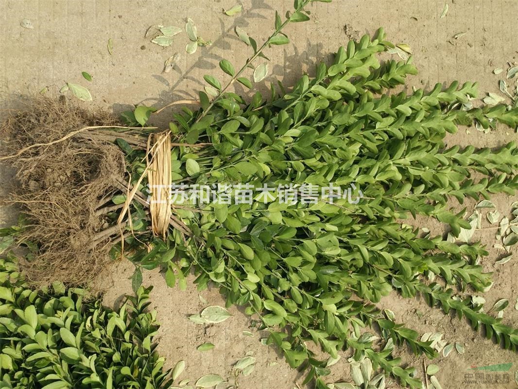 40公分高冬青小苗價(jià)格30至50公分高冬青小苗價(jià)格