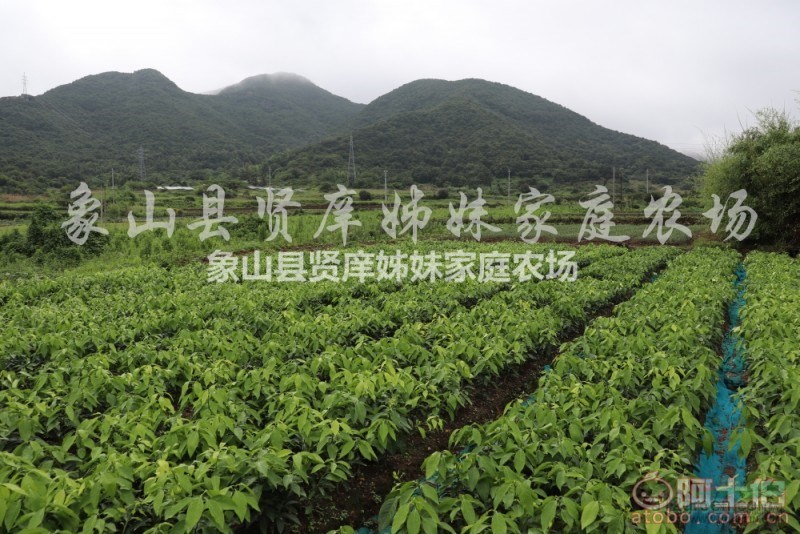 桔苗千萬(wàn)家，優(yōu)質(zhì)第一條；買到劣質(zhì)苗，親人兩行淚