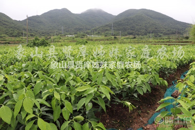 桔苗千萬(wàn)家，優(yōu)質(zhì)第一條；買到劣質(zhì)苗，親人兩行淚