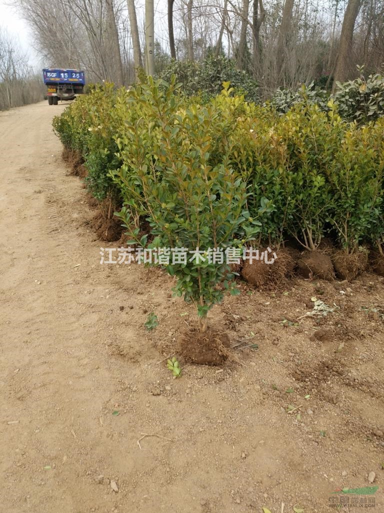 1米高蜀檜，江蘇1米蜀檜價(jià)格，優(yōu)質(zhì)蜀檜產(chǎn)地直銷