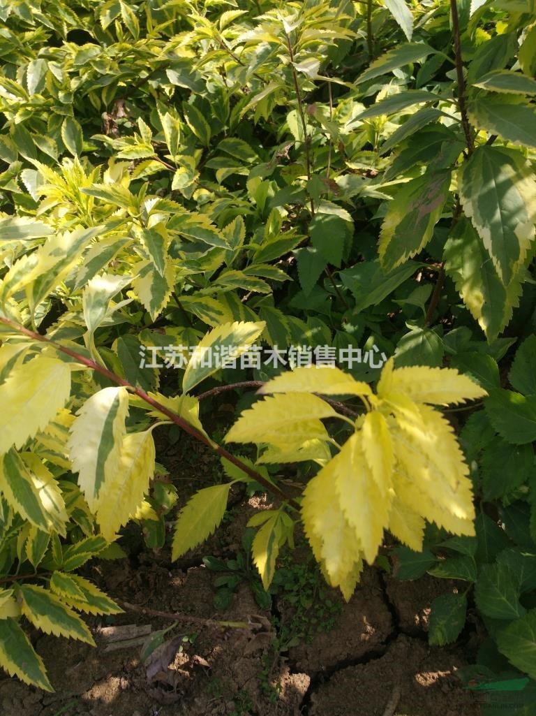 1米高蜀檜，江蘇1米蜀檜價(jià)格，優(yōu)質(zhì)蜀檜產(chǎn)地直銷
