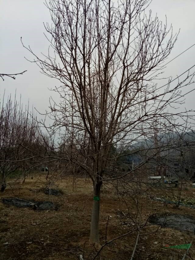 地經(jīng)18公分紅玉蘭