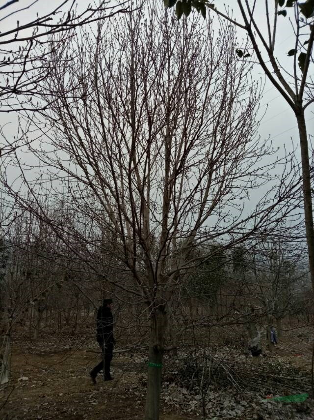 地經(jīng)18公分紅玉蘭
