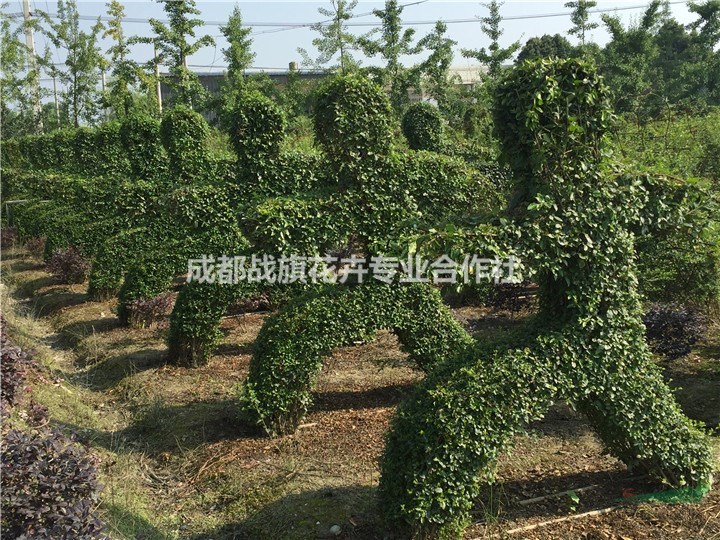 小葉女貞運動造型 常綠植物運動造型價格 手工編織運動造型基地