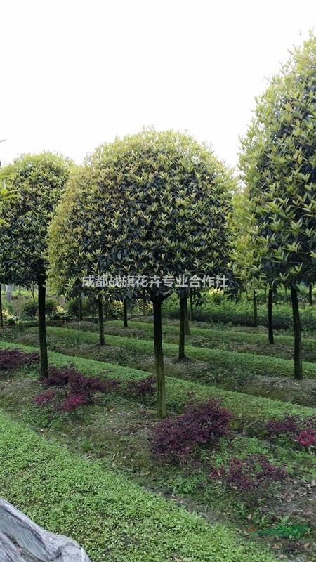 12公分桂花價格 成都精品桂花產(chǎn)地 桂花行道樹 工程用苗