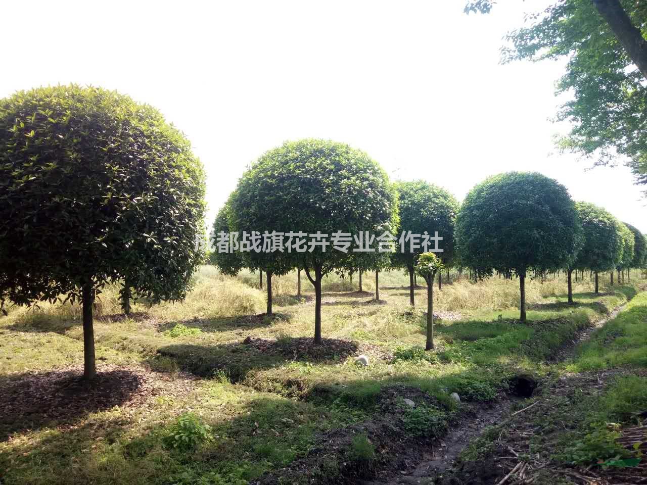 12公分桂花價格 成都精品桂花產(chǎn)地 桂花行道樹 工程用苗