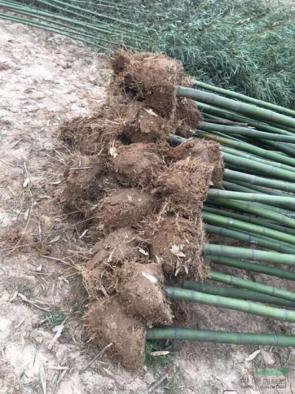 刚竹 竹子 米径3公分基地直供绝无中介