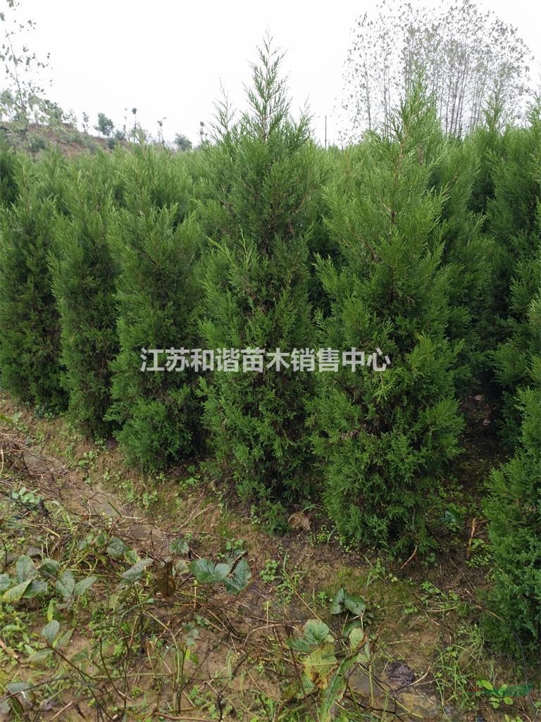 1米高塔柏價(jià)格1米高塔柏小苗價(jià)格1.2米高塔柏價(jià)格正常多少錢