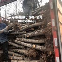 毛桃樹山西哪里多？什么地方有賣新品種春蜜桃樹苗的？