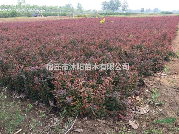 红叶小檗价格_红叶小檗产地_红叶小檗绿化苗木苗圃基地