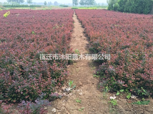 红叶小檗价格_红叶小檗产地_红叶小檗绿化苗木苗圃基地
