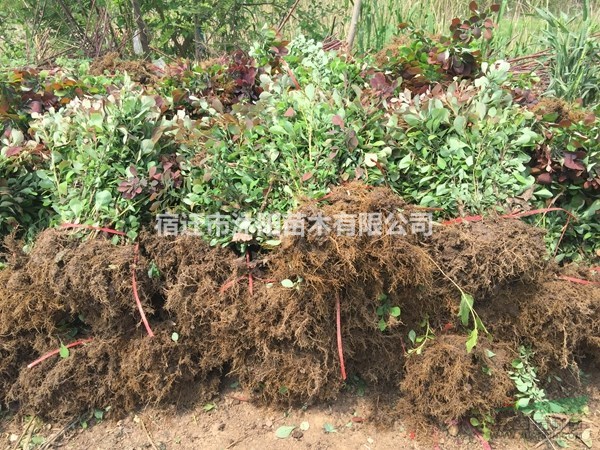 红叶小檗价格_红叶小檗产地_红叶小檗绿化苗木苗圃基地