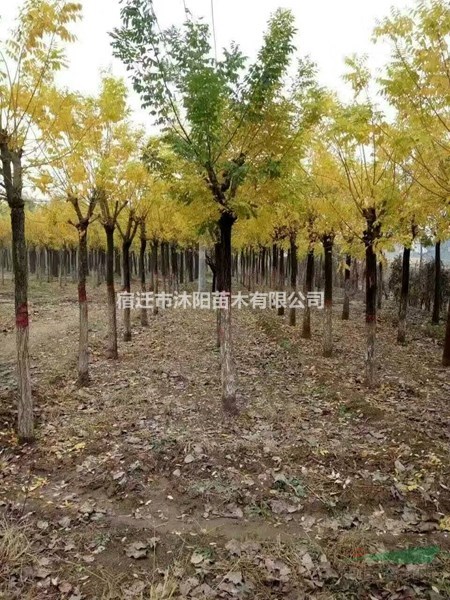 黄金槐价格_黄金槐图片_黄金槐产地_黄金槐绿化苗木苗圃基地