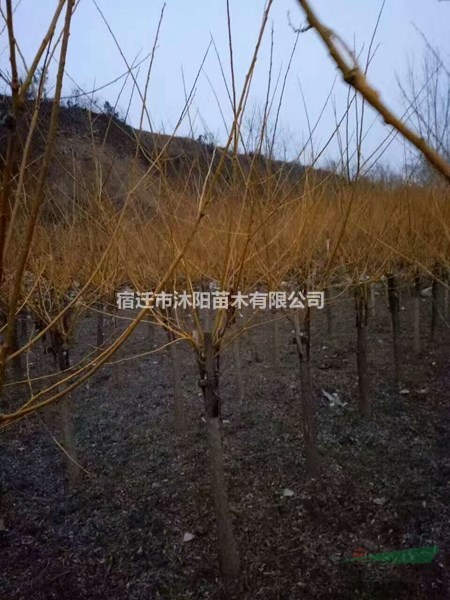 黄金槐价格_黄金槐图片_黄金槐产地_黄金槐绿化苗木苗圃基地