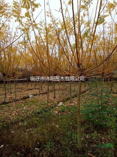 黄金槐价格_黄金槐图片_黄金槐产地_黄金槐绿化苗木苗圃基地