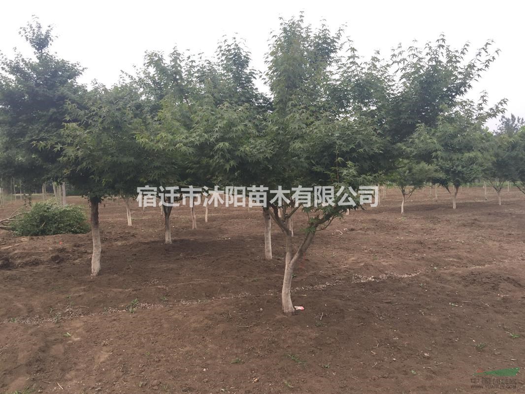 鸡爪槭价格_鸡爪槭图片_鸡爪槭产地_鸡爪槭绿化苗木基地