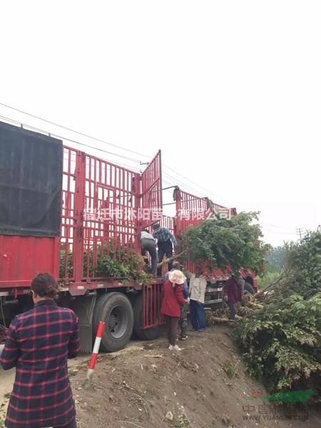 鸡爪槭价格_鸡爪槭图片_鸡爪槭产地_鸡爪槭绿化苗木基地