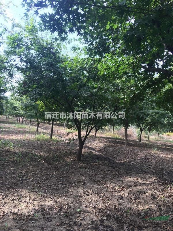 鸡爪槭价格_鸡爪槭图片_鸡爪槭产地_鸡爪槭绿化苗木基地