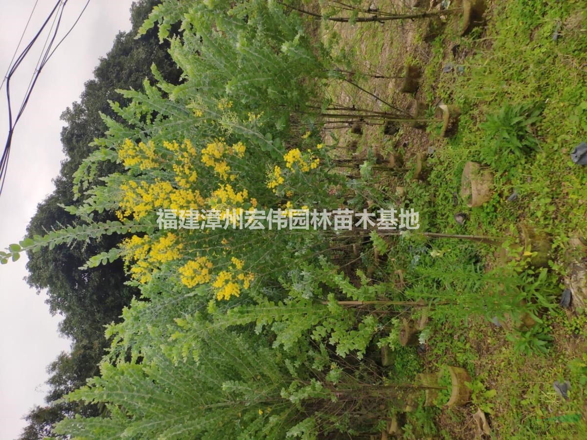 大量供應(yīng)金合歡，銀葉金合歡