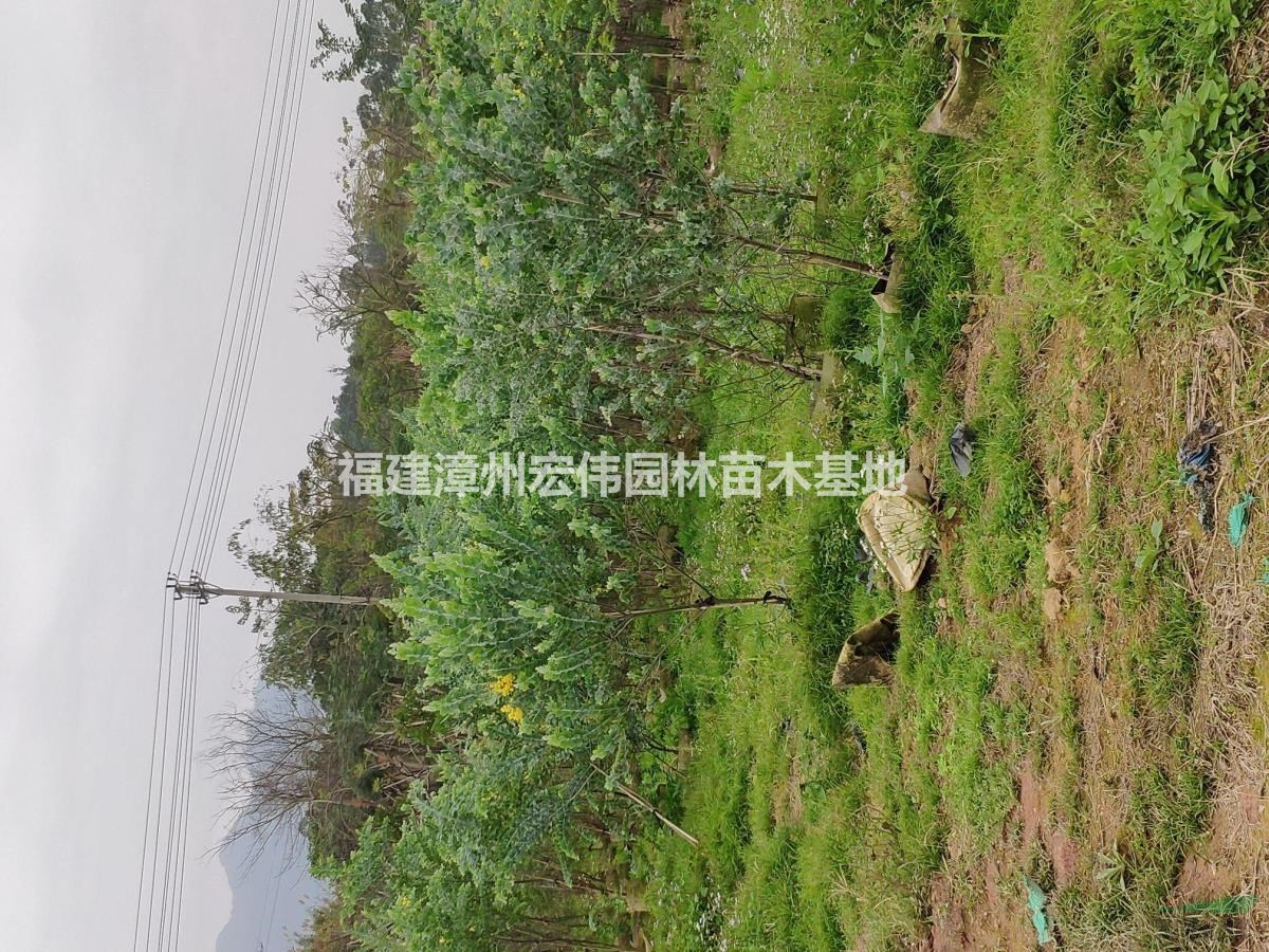 大量供應(yīng)金合歡，銀葉金合歡