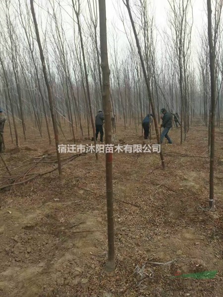 刺槐价格_刺槐图片_刺槐产地_刺槐绿化苗木苗圃基地