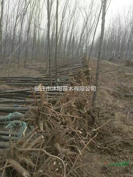 刺槐价格_刺槐图片_刺槐产地_刺槐绿化苗木苗圃基地