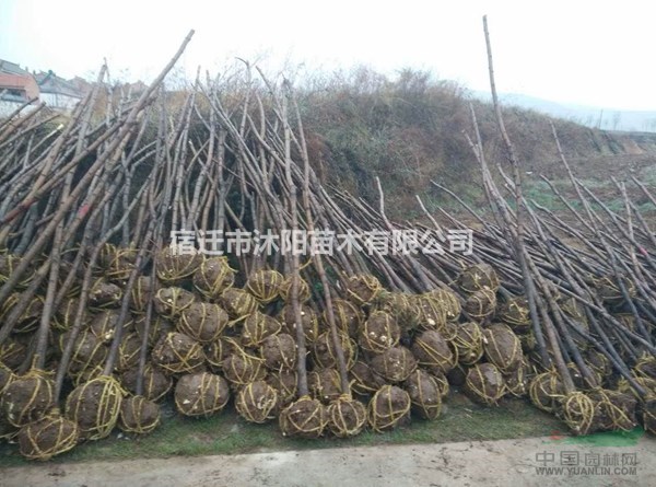 刺槐价格_刺槐图片_刺槐产地_刺槐绿化苗木苗圃基地