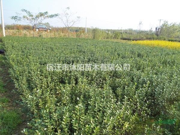 大叶黄杨苗价格_大叶黄杨苗产地_大叶黄杨苗绿化苗木苗圃基地