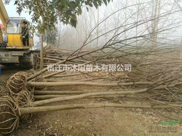 枫杨价格_枫杨图片_枫杨产地_枫杨绿化苗木苗圃基地