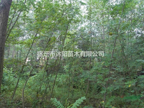 枫杨价格_枫杨图片_枫杨产地_枫杨绿化苗木苗圃基地