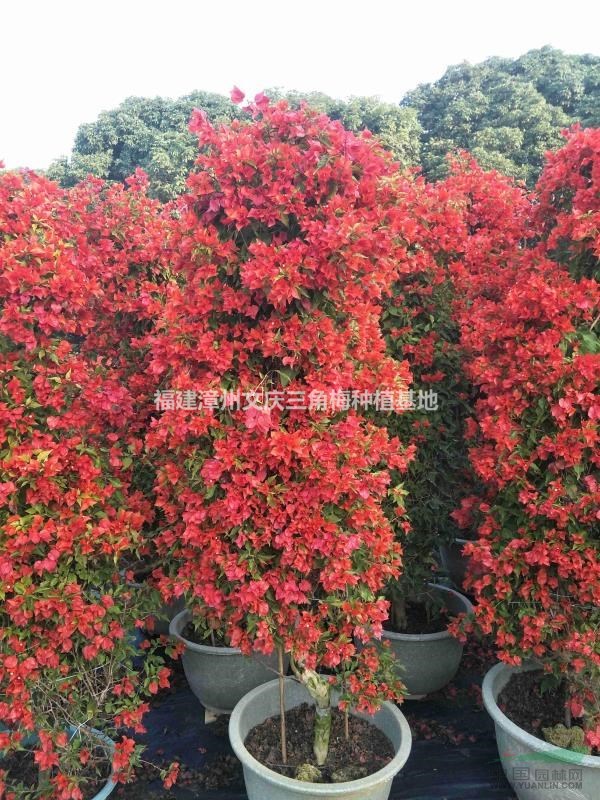 熱火桑巴