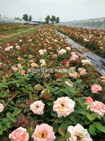 品種月季價格_品種月季產地_品種月季綠化苗木苗圃基地