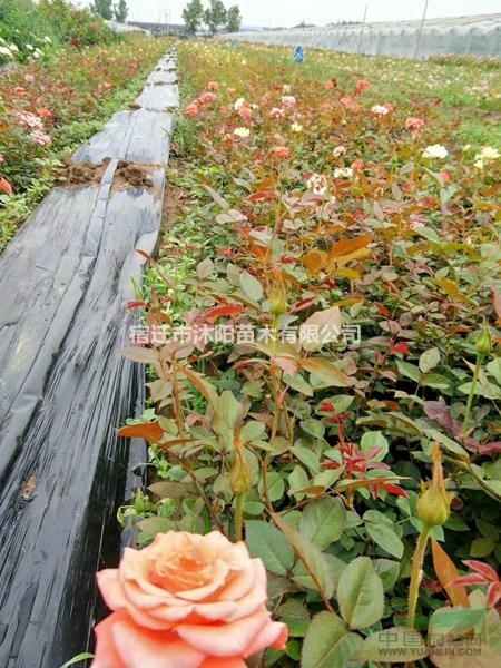 品種月季價格_品種月季產地_品種月季綠化苗木苗圃基地