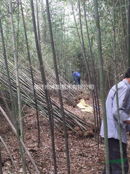 雷竹价格雷竹图片雷竹产地雷竹基地